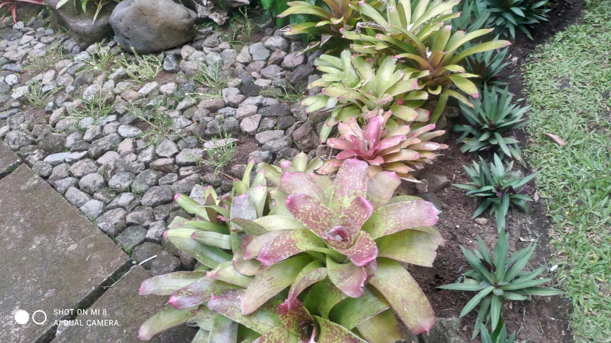 Sun House Rental Mambajao Bagian luar foto